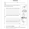 Natural Sciences and Technology Gr. 5 Assessment Task 2022 Term 1 - Image 4