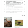 English FAL Gr. 6 Assessment Task 2023 Term 1 - Image 5