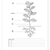 Natural Sciences and Technology Gr. 4 Assessment Task 2023 Term 1 - Image 5