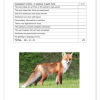 English FAL Gr. 4 Assessment Task 2022 Term 2 - Image 5